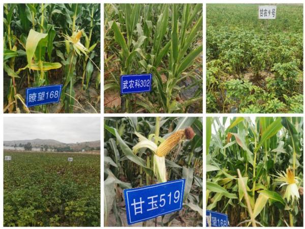 通渭縣種子服務站引領種業創新，新品種試驗示范觀摩活動促農增收