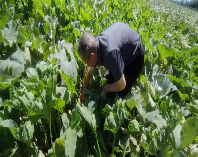 為豐收護航 農牧業技術推廣中心深入制種基地檢查，筑牢現代農業根基